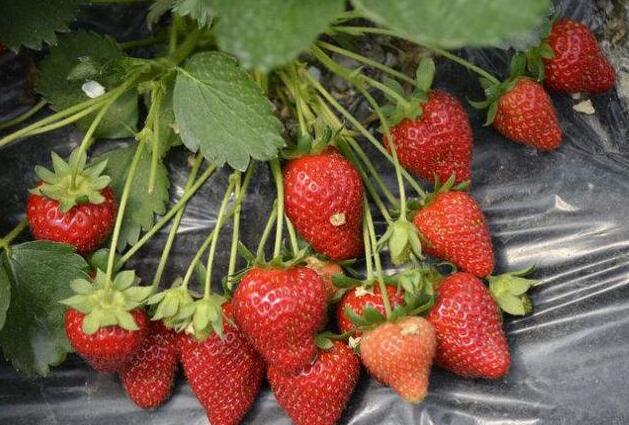 迈开腿尝尝你的草莓是什么感觉